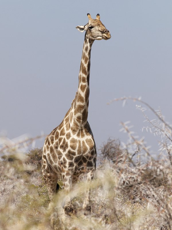 Etosha National Park, Giraffe